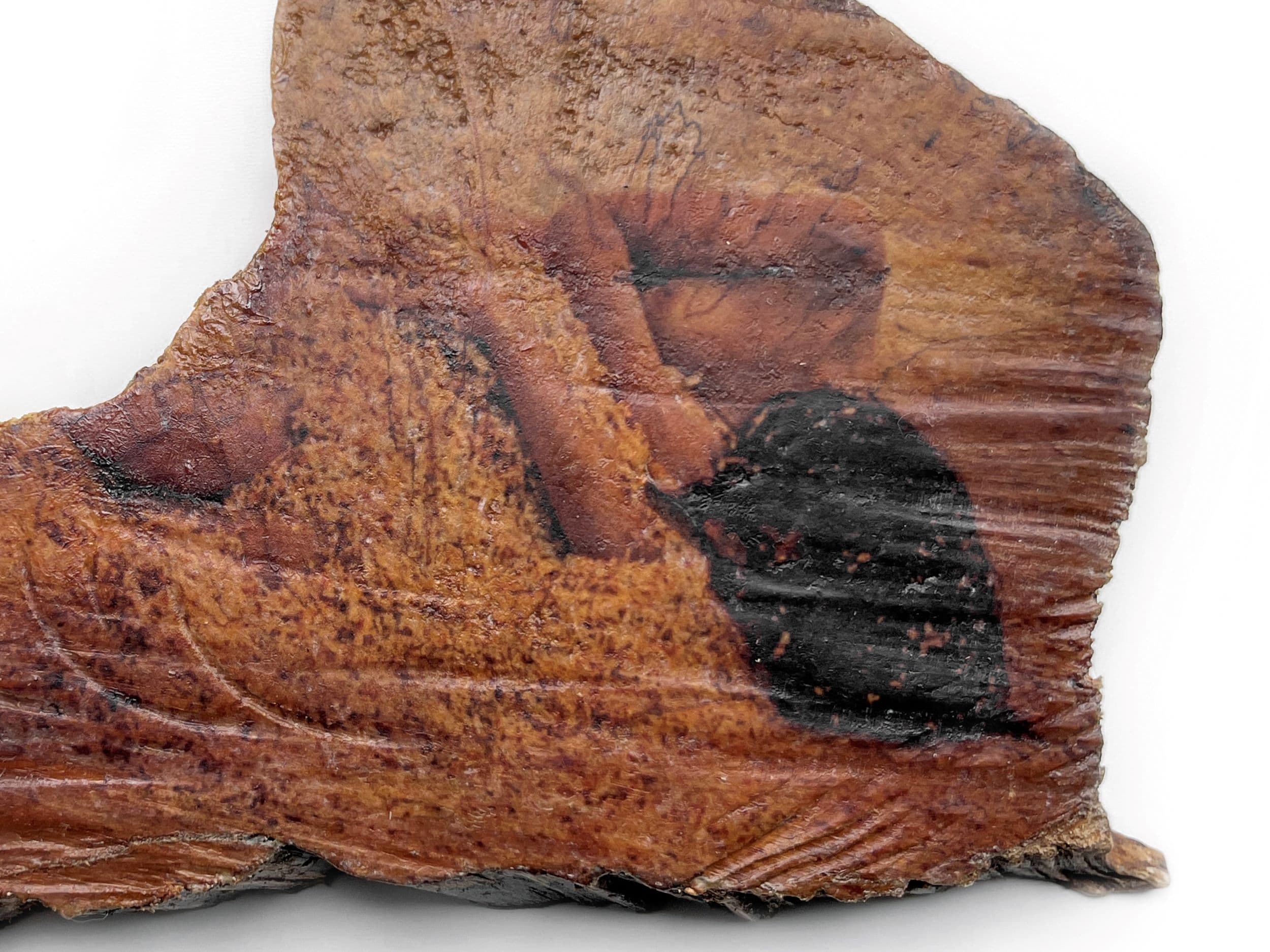 Chuletón De la serie No soy de aq uí pero mi abuela s í . 2024 Foto transferencia a Madera 18 x 28 cm Allariz, España